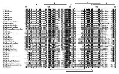 Phylogenetic Relation Analysis