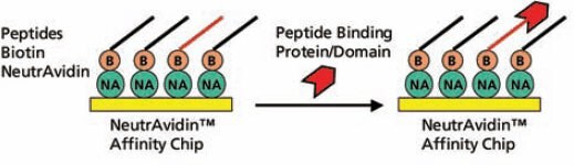 Schematic Diagram of the Assay