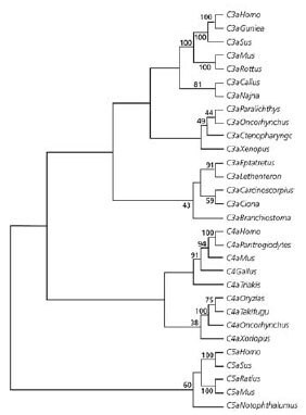 Sequence and Phylogenetic Analysis