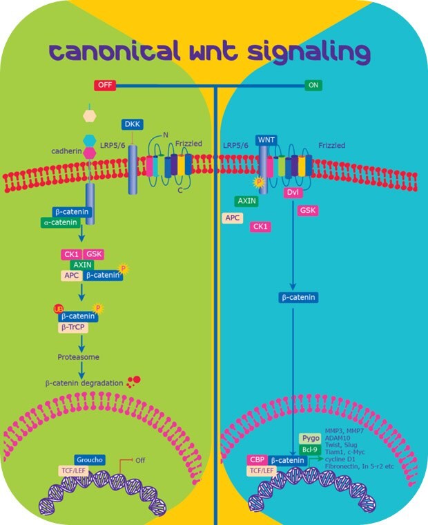 Szlak sygnałowy Wnt/β-katenina