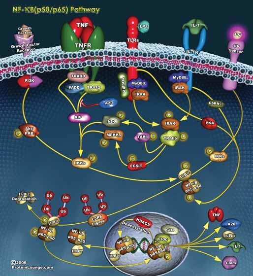 Many diverse stimuli utilize intracellular signaling