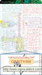 IUBMB-Nicholson Metabolic Pathways Chart