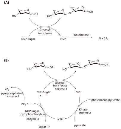 Methods for avoiding enzyme inhibition in glycosyltransferase-catalyzed synthesis