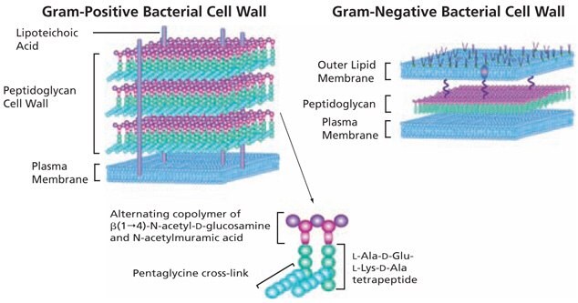 Basic Structure of Bacterial Peptidoglycan