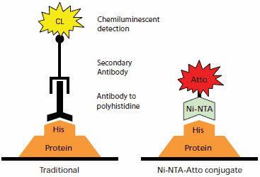 Comparison of protein detection by traditional antibody chemiluminescent immunodetection (left) to Ni-NTA-Atto conjugate detection (right).