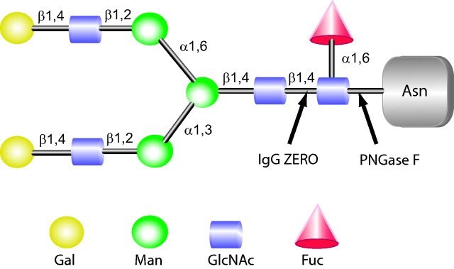 Cleavage sites of IgGZERO and PNGase F