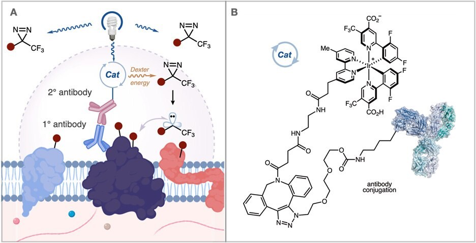 ATLAS Kit allows for proximity labeling proteomics