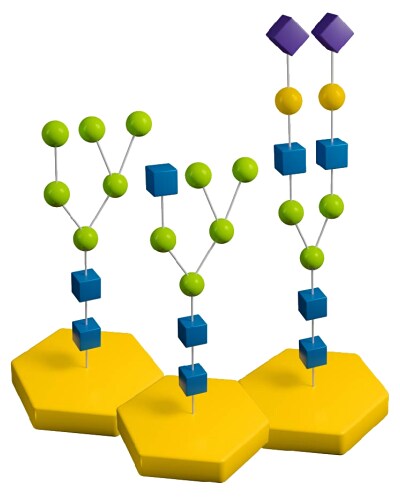 Example diagram of N-linked glycans – High-mannose, Hybrid and Complex.  With N-acetyl-glucosamine (blue cubes), mannose (green spheres), galactose (yellow spheres), and sialic acid (purple diamonds).