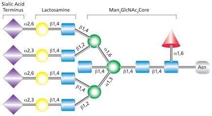 Tetraantennary complex glycan