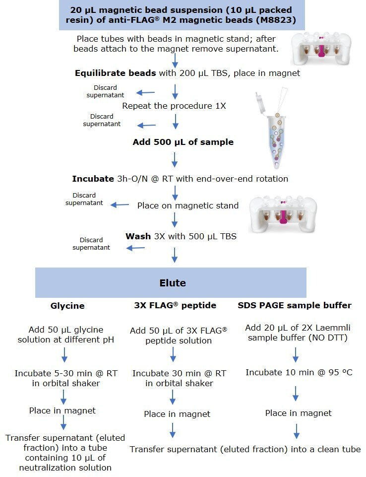 Protocol for small scale immunoprecipitation by anti-FLAG® M2 magnetic beads using three elution methods.