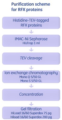 Puriﬁcation of the RFX complex proteins