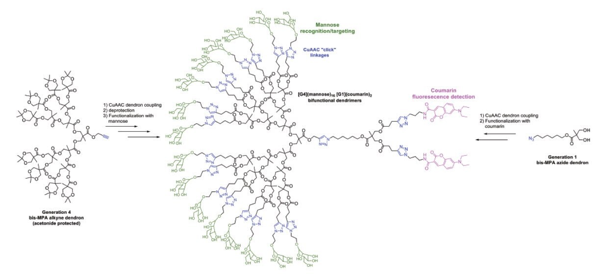 construction of bifunctional dual-purpose recognition/detection dendrimers