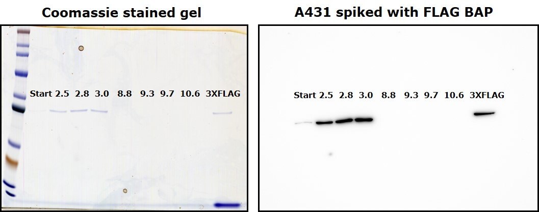 Elution by a wide range of pH (2.5 to 10.6), compared with elution using 3X FLAG® peptide.