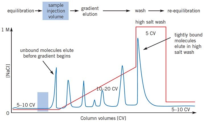 The ideal IEX separation: target proteins well resolved by gradient elution