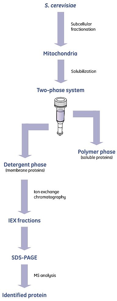 Mitochondria from S. cerevisae were isolated by differential centrifugation