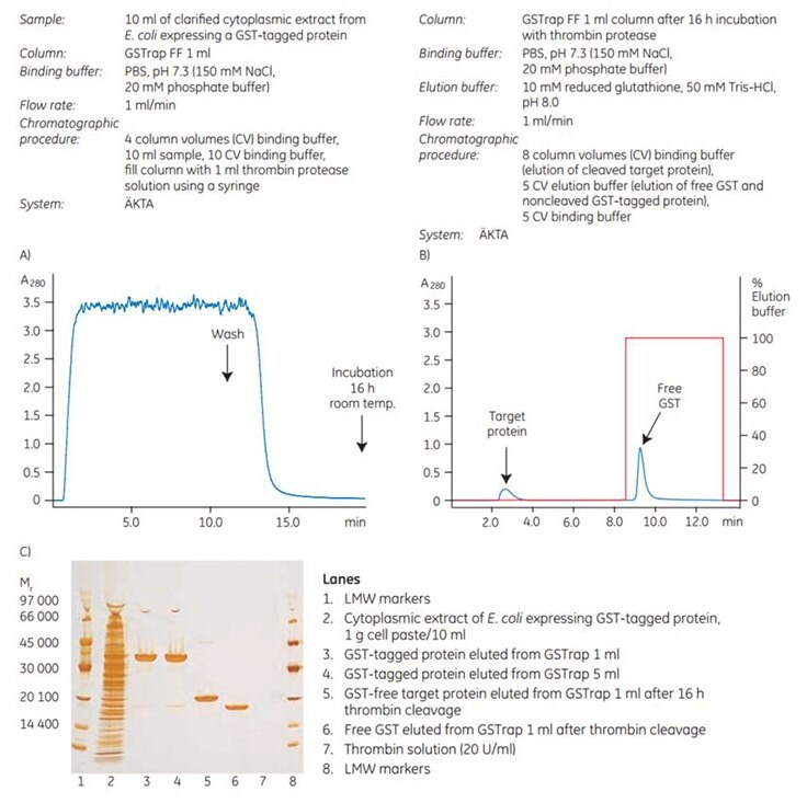  On-column thrombin cleavage of a GST-tagged protein