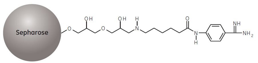 Partial Structure of Benzamidine Sepharose 4 Fast Flow.