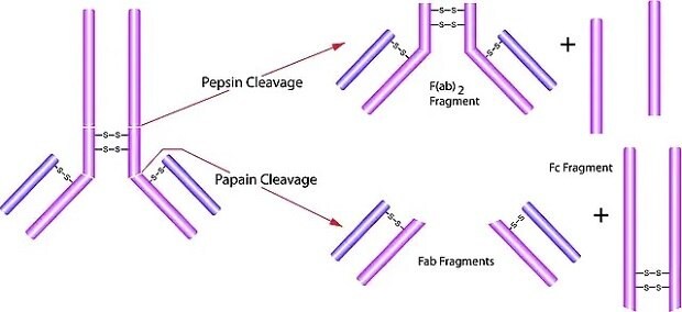 Pepsin and papain antibody fragmentation.