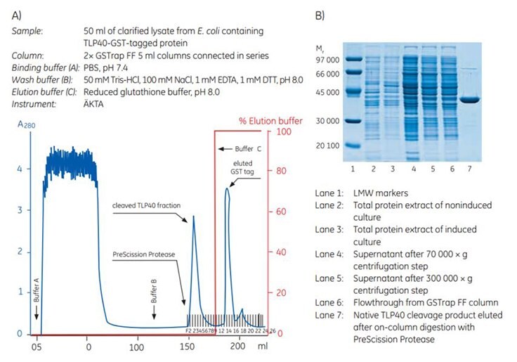 Purification and on-column cleavage of TLP40-GST-tagged protein