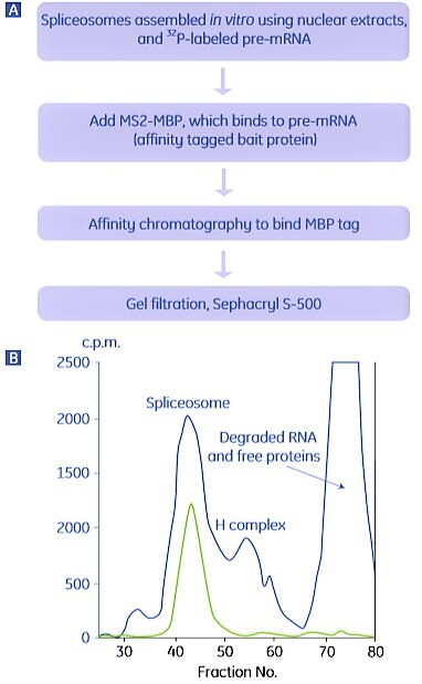 Puriﬁcation of human spliceosomes