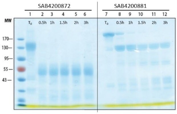 Time course analysis of pepsin digested antibodies.