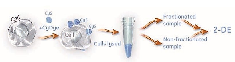 Outline of a procedure for selective labeling of cell-surface proteins using CyDye DIGE Fluor minimal dyes.