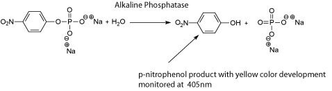 Alkaline Phosphatase Reaction with Substrate pNPP