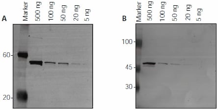 Detection of FLAG-BAP protein (500 ng – 5 ng) by immunoblotting using Atto dye labeled antibodies.