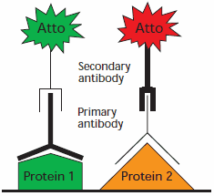 Schematic for multiplex application using two secondary antibodies with different Atto dyes.