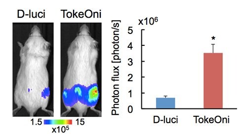 TokeOniによる骨転移がん細胞の高感度イメージング