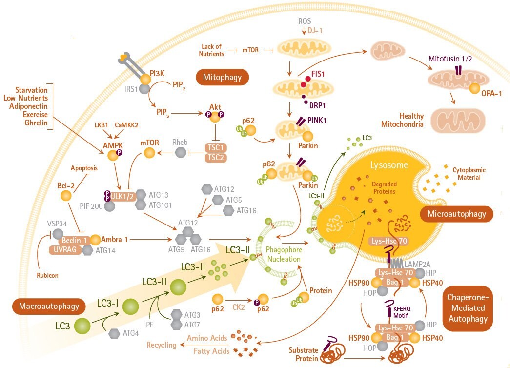 Pathways of Macro-, Micro-, and Chaperone-mediated Autophagy and Mitophagy