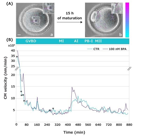 Cytoplasmic Movement Velocity (CMV) images of mouse oocyte maturation in 100 nM BPA