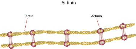 actinin