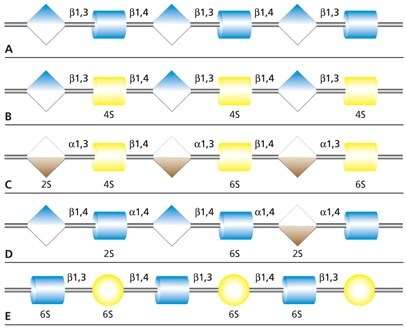 Carbohydrate sequences of the five types of glycosaminoglycan chains using monosaccharide symbols