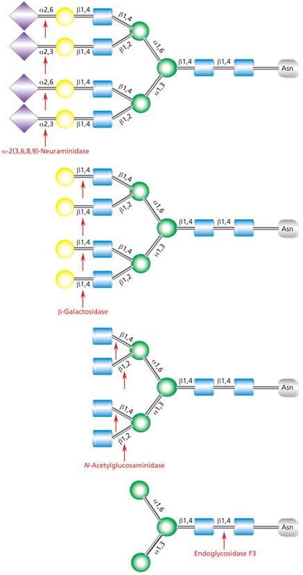 Diagram showing the sequential deglycosylation of a complex triantennary glycan with exoglycosidases neuraminidase, β-galactosidase, and N-acetylglucosaminidase followed by subsequent cleavage by Endoglycosidase F3 (Endo F3).