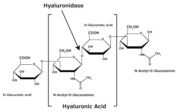 Struktura chemiczna glikozaminoglikanu kwasu hialuronowego, który składa się z naprzemiennych reszt kwasu β-D-(1-3) glukuronowego i β-D-(1-4)-N-acetyloglukozaminy.