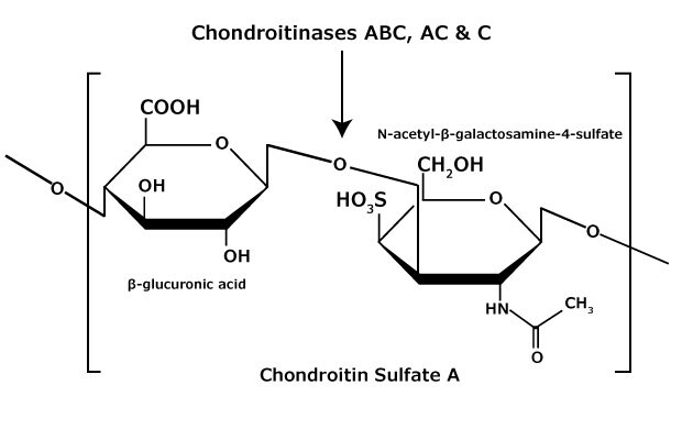 Struktura chemiczna siarczanu chondroityny Glikozaminoglikan, który zawiera naprzemienny kopolimer kwasu β-glukuronowego-(1-3)-N-acetylo-β-galaktozamino-4-siarczanu.