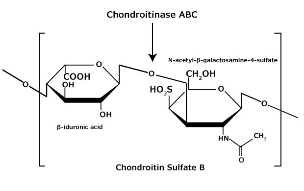 Struktura chemiczna glikozoaminoglikanu siarczanu chondroityny B (siarczanu dermatanu), który składa się z naprzemiennego kopolimeru kwasu β-iduronowego-(1-3)-N-acetylo-β-galaktozoamino-4-siarczanu.