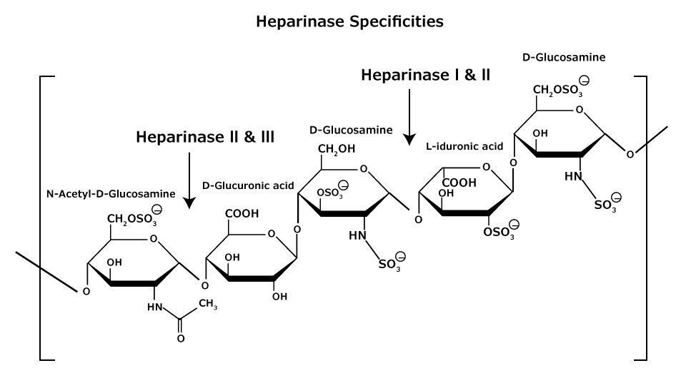 Struktura chemiczna glikozoaminoglikanów heparanu i heparyny, które składają się z heterogenicznych mieszanin powtarzających się jednostek D-glukozaminy i kwasów L-iduronowych lub kwasów D-glukuronowych, siarczanowanie przy każdej reszcie może się różnić. Pokazuje specyficzność heparynazy I, II i III.