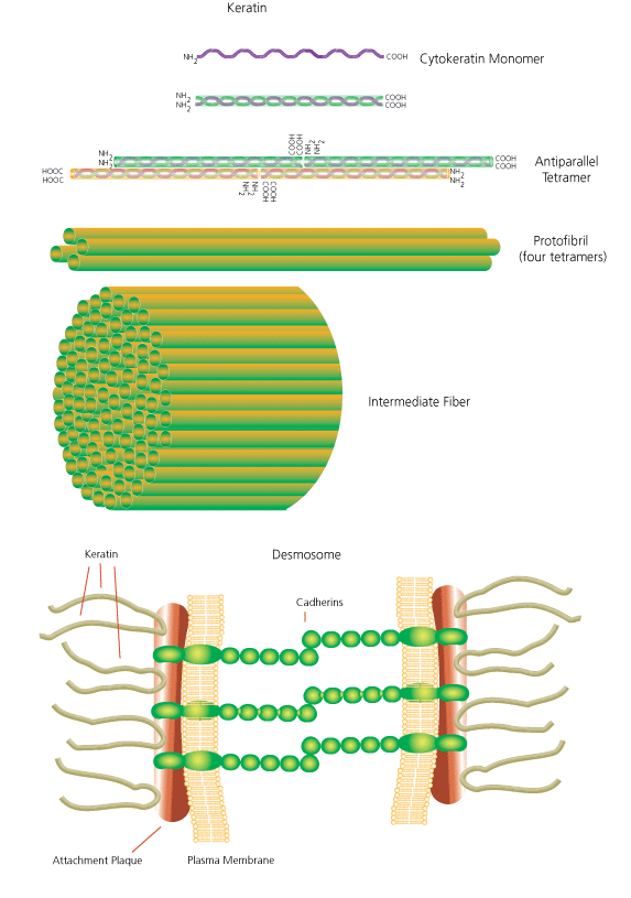 keratin