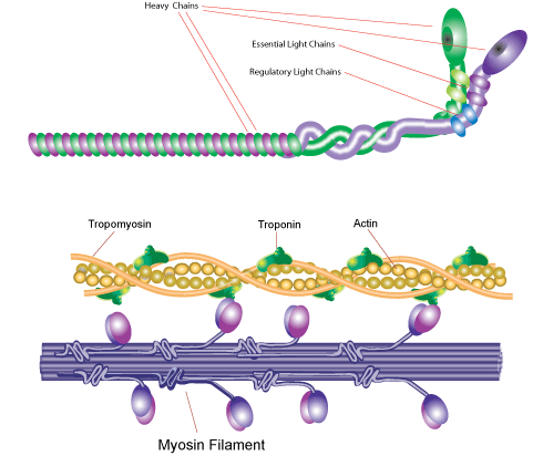 Myosin