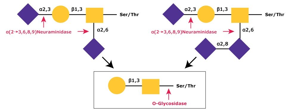 Diagram showing the removal of sialic acid residues (NeuNAc) from disialylated and trisialylated O-linked glycans by α-(2→3,6,8,9)-neuraminidase, followed by the core 1 type glycan being cleaved from the O-linkage by O-glycosidase.