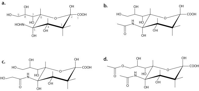 Neuraminic acid, the core structure of all sialic acids