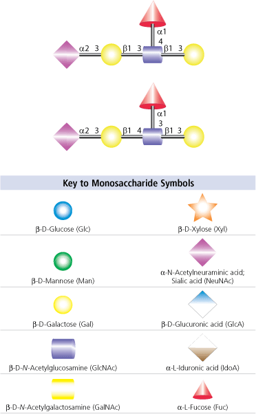 Carbohydrate structures for sialyl Lewisa