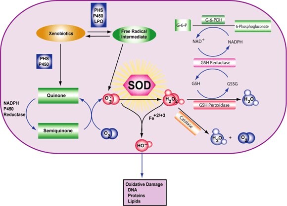 Superoxide Dismutase Reaction