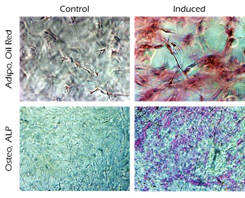 Oil-Red-O and ALP staining of human adipose MSCs cultured in 3D using TrueGel3D® HTS hydrogel plates.