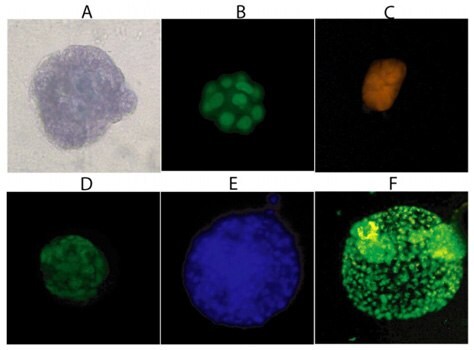 Three-Dimensional Cellular Structures.