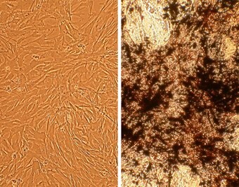 Canine Osteoblasts (CnOb)