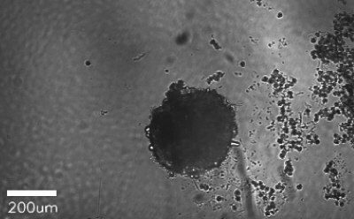 Microscopy image of hepatocytes forming spheroids after 8 days. Large black circle in the center of the image indicates a formed spheroid.