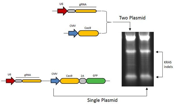  gRNA and Cas9 